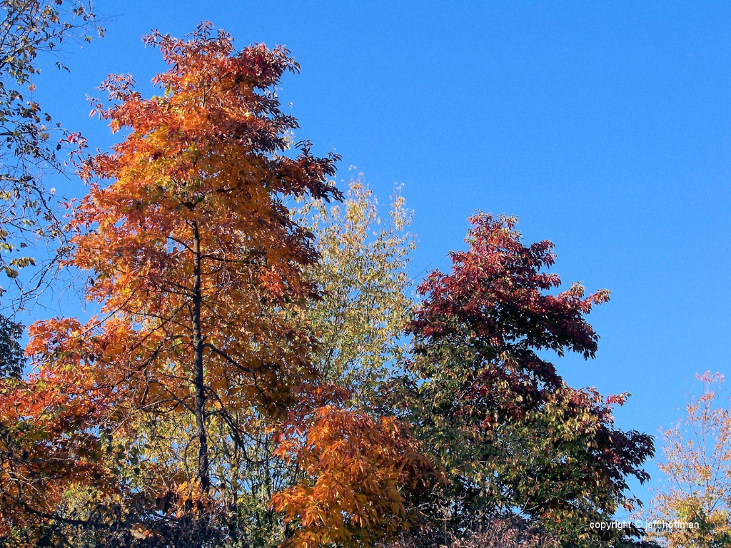 home_10-12-08 019